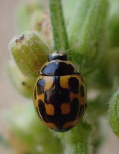 Propylea quatuordecimpunctata